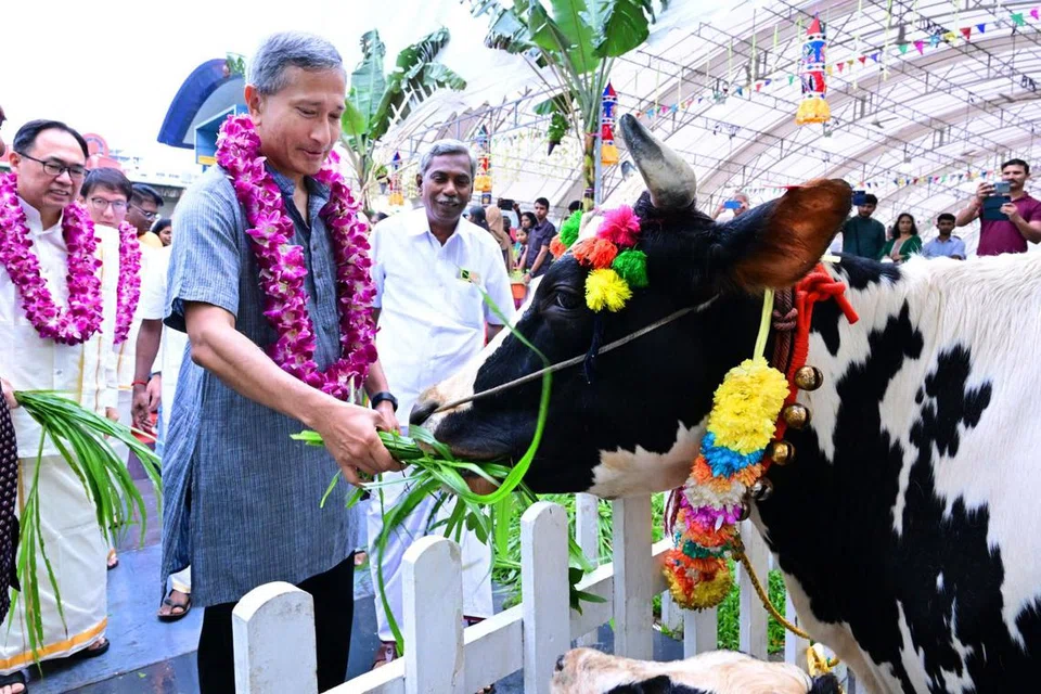 பொங்கல் மாட்டுக்கு பொங்கல் விருந்தளிக்கும் வெளியுறவு அமைச்சர் டாக்டர் விவியன் பாலகிருஷ்ணன். அவருடன் ஹாலந்து-புக்கிட் தீமா குழுத்தொகுதி நாடாளுமன்ற உறுப்பினர் திரு எட்வர்ட் சியா, புக்கிட் பாஞ்சாங் நாடாளுமன்ற உறுப்பினர் திரு லியாங் எங் ஹுவா (இடம்).