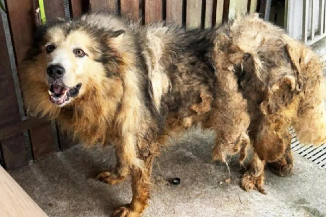 2025ல் விலங்குவதைச் சம்பவங்கள் குறைந்தன: ஆய்வு