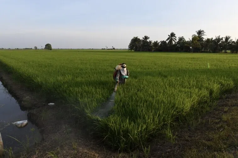 களைப் பெருக்கத்தால் விவசாயிகள் இழந்ததை மீட்க பினாங்கு உதவிக்கரம்