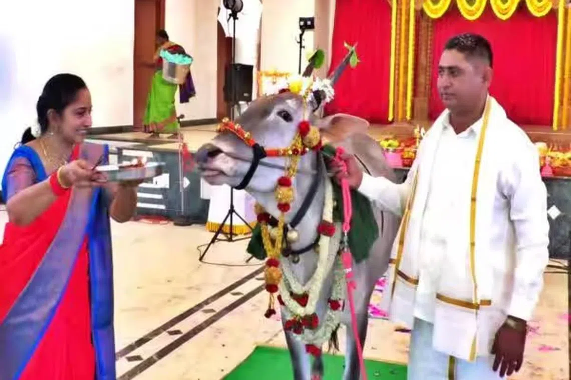 கர்ப்பிணி பசுவுக்கு வளைகாப்பு 500 பேருக்கு தடபுடல் விருந்து