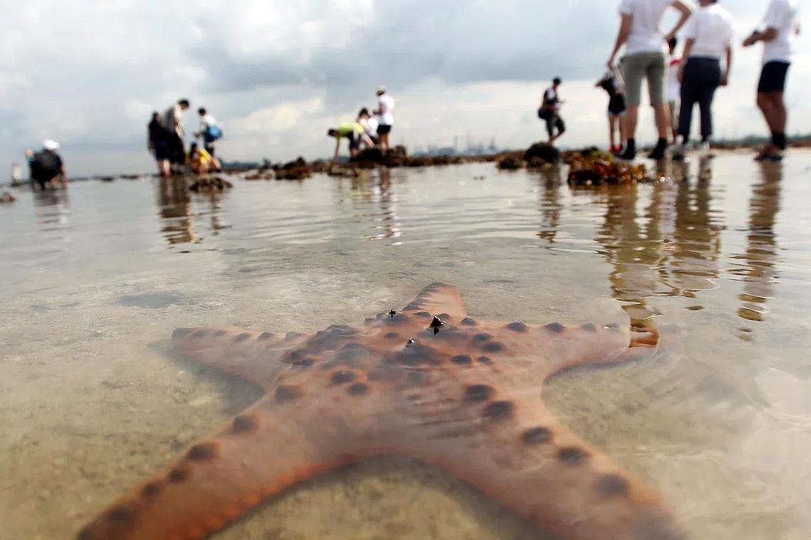 சாபாவில் நட்சத்திர மீன்களைத் தொட வேண்டாம் என எச்சரிக்கை