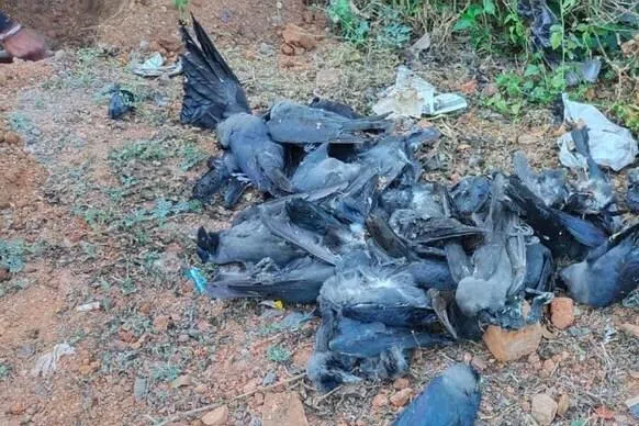 பறவைக் காய்ச்சலுக்கு காகங்கள் பலி
