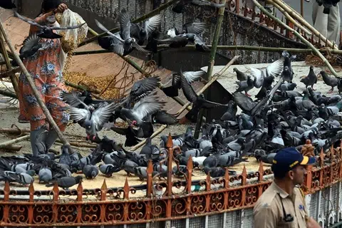 மும்பையின் தாதர் புறநகர்ப் பகுதியில் புறாவுக்கென்றே தனி இடம் இருக்கிறது. நாள்தோறும் அங்கு ஆயிரக்கணக்கான புறாக்கள் கூடும்.