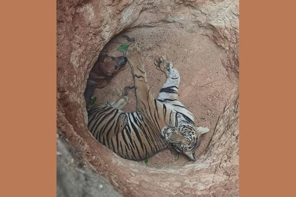 நாயும் புலியும் ஒரே குழிக்குள் சிக்கிக்கொண்ட நிலையில், இதுவரையிலும் நாயைப் புலி தனக்கு இரையாக்கிக் கொள்ளவில்லை எனக் கூறப்பட்டது.