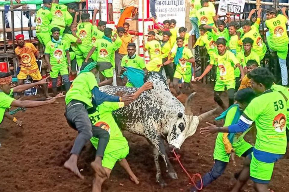 அவனியாபுரம் ஜல்லிக்கட்டு சிறப்பாக நடந்தேறியதாக ஏற்பாட்டாளர்கள் தெரிவித்தனர்.
