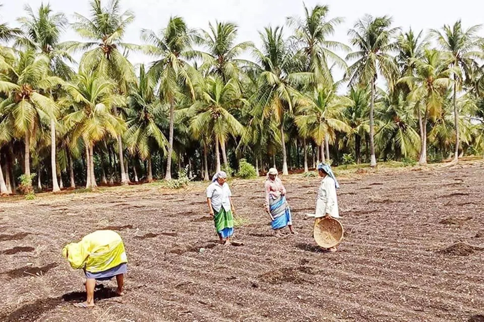 தொழிலதிபரான அன்புநாதனின் 10 ஏக்கர் தரிசு நிலத்தில் பனை விதை நடும் பணி தீவிரமாக நடக்கிறது.