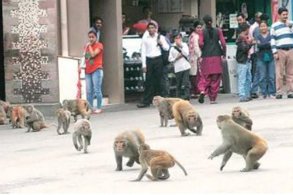 கோவில் அருகே திரிந்துகொண்டு இருந்த குரங்குகளில் ஒன்று நகைப்பையை அபகரித்துச் சென்றது.
