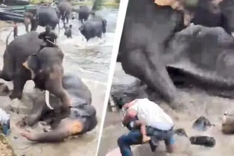 காவிரி ஆற்றில் குளிக்கச் சென்றபோது இரண்டு யானைகள் ஒன்றோடு ஒன்று மோதிக்கொண்டன.