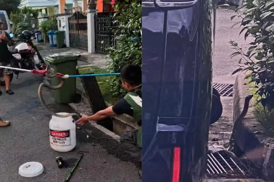 ஜூரோங் வெஸ்ட் தரைவீடு குடியிருப்பிலிருந்து அகற்றப்பட்ட ராஜ நாகம்