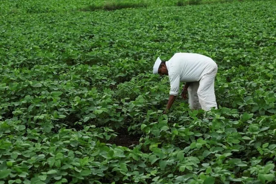 மாற்றுப் பயிர்களைப் பயிரிட இந்திய விவசாயிகளுக்கு அறிவுறுத்தல்