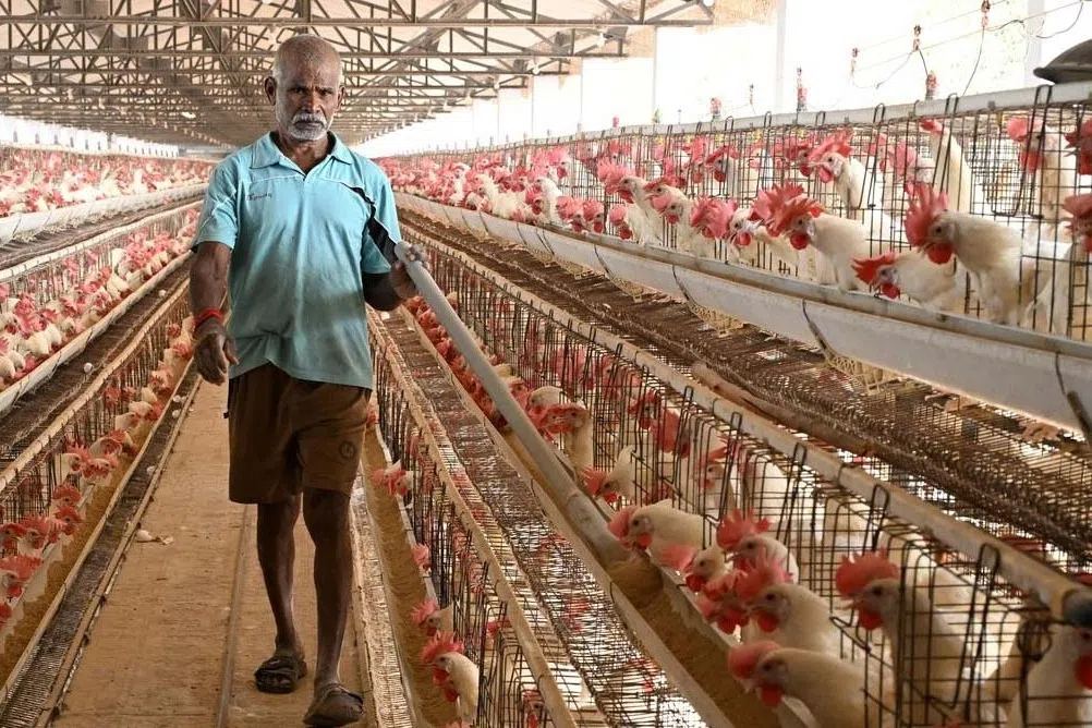 பறவைக் காய்ச்சலுக்கு எதிராக தமிழகத்தில் நடவடிக்கை