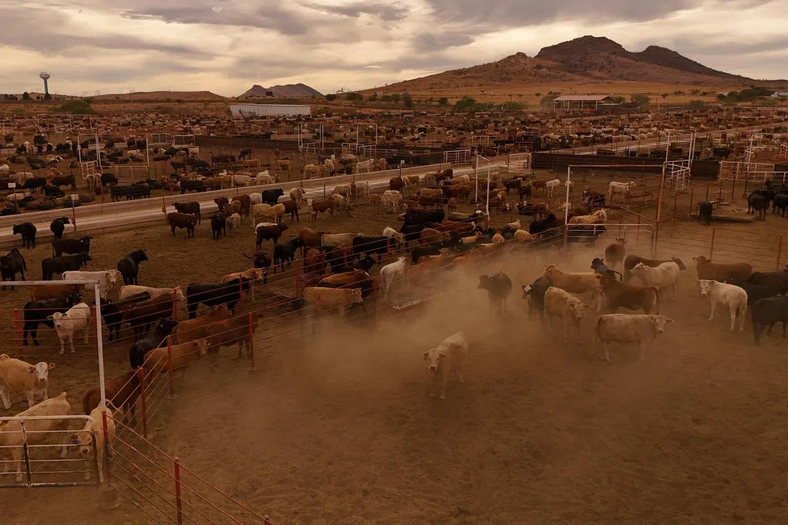 சதை தின்னும் புழுவால் மெக்சிகோ மாடு இறக்குமதிக்கு அமெரிக்கா தடை