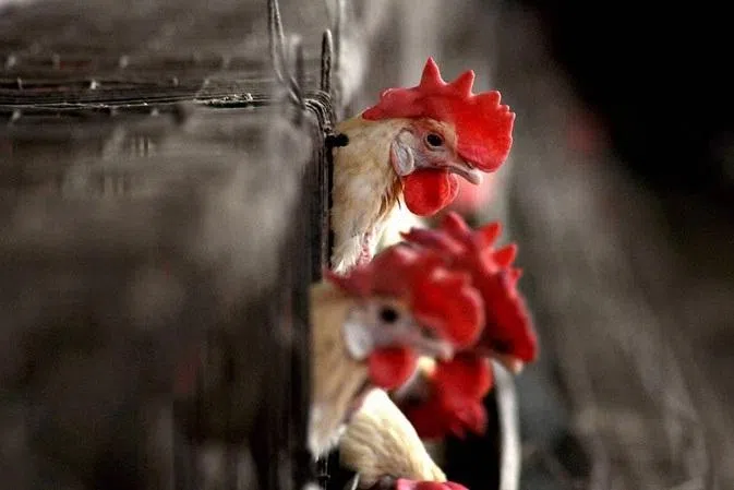 அரை வேக்காடு முட்டையைச் சாப்பிட வேண்டாம்: தமிழக அரசு எச்சரிக்கை