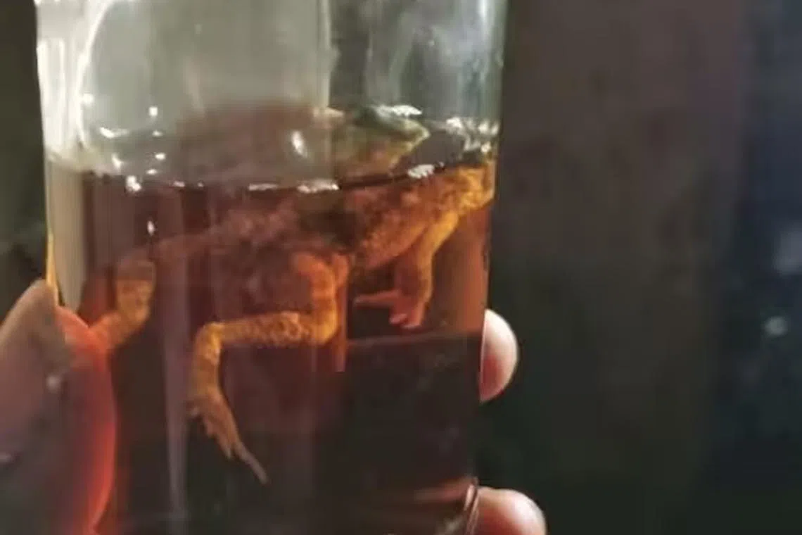 மதுப்புட்டியில் இறந்துகிடந்த தவளை; மது குடித்தவர் மருத்துவமனையில் அனுமதி