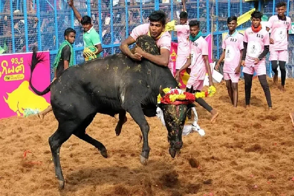 ஒவ்வொரு சுற்றுகளாக காளைகள் அவிழ்த்து விடப்படுகின்றன. ஒவ்வொரு சுற்றுக்கும் வண்ண வண்ண டி-சட்டைகளை அணிந்து வீரர்கள் களத்தில் இறங்கி வருகின்றனர். ஒவ்வொரு காளையை அவிழ்த்துவிடும்போதும்  காளைகளை அடக்கும் மாடுபிடி வீரர்கள் மற்றும் காளை உரிமையாளர்களுக்கு  இரு சக்கர வாகனம், தங்கம்; வெள்ளிக் காசு, ரொக்கப் பணம், குக்கர், கிரைண்டர், மின்விசிறி, கட்டில், அண்டா போன்ற   பல்வேறு பரிசுப் பொருள்கள் வழங்கப்படுகின்றன.