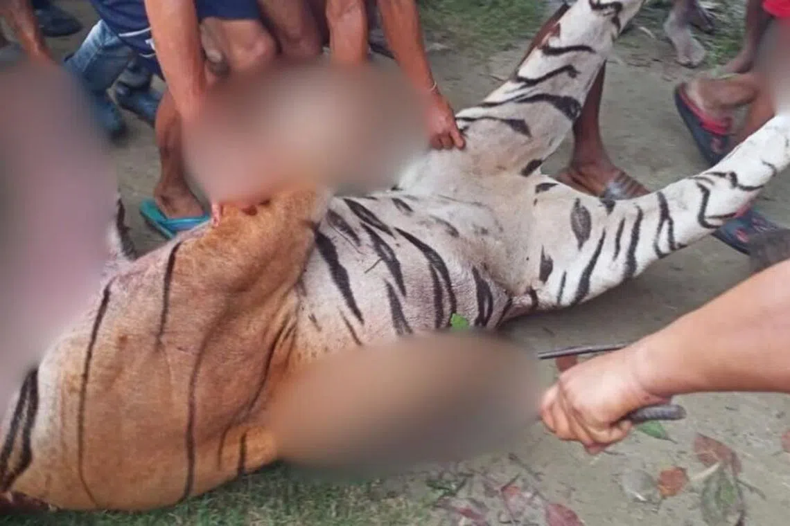 ஆடவரைக் கொன்ற புலியை ஆயிரம் பேர் சேர்ந்து கொன்றனர்