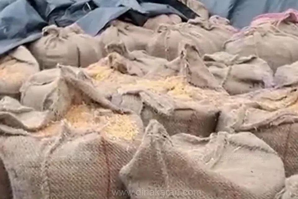 கொள்முதல் செய்யப்பட்ட நெல் மூட்டைகள்.