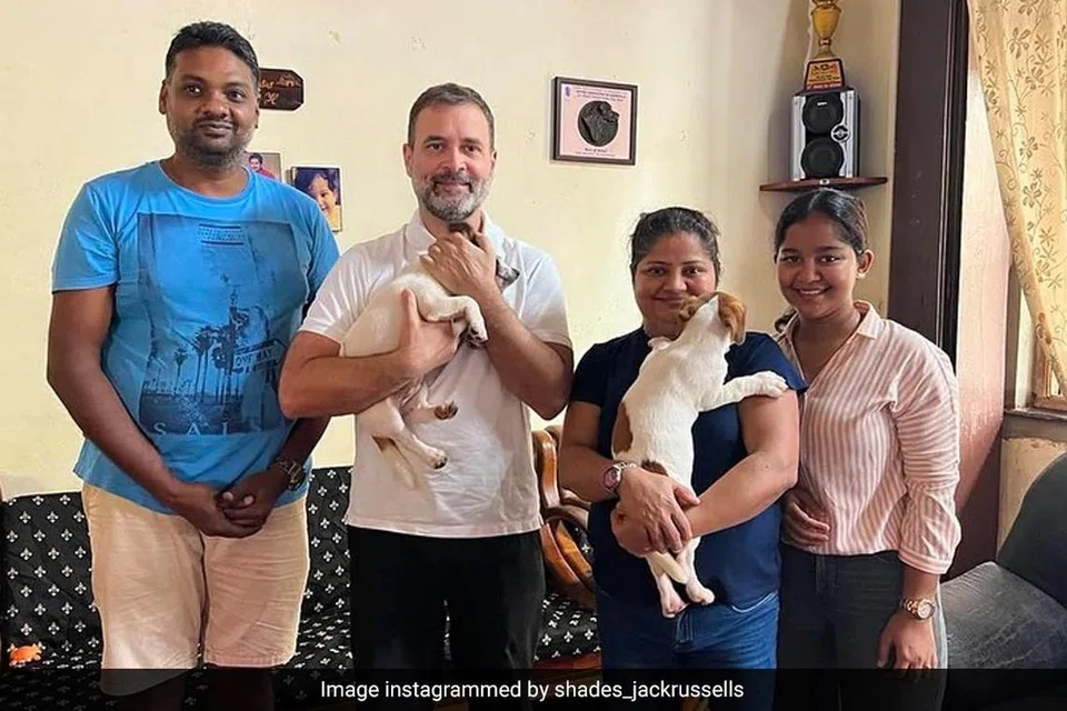 தான் வாங்கிய நாய்க்குட்டிகளுடன் ராகுல் காந்தி.