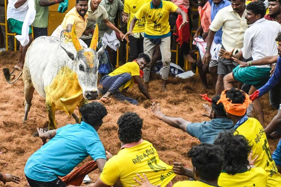 திருச்சி சூரியூர் ஜல்லிக்கட்டு.