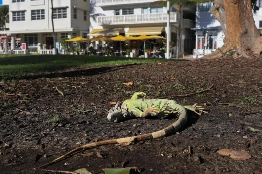 ஃபுளோரிடாவில் கடுங் குளிர்; செத்து மடியும் இகுவானா பல்லிகள் 