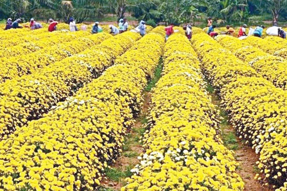 கிருஷ்ணகிரி மாவட்டம் ஓசூர் அருகே உத்தனப்பள்ளியில் சாமந்திப்பூ அறுவடைப் பணியில் ஈடுபட்டுள்ள விவசாயிகள்.
