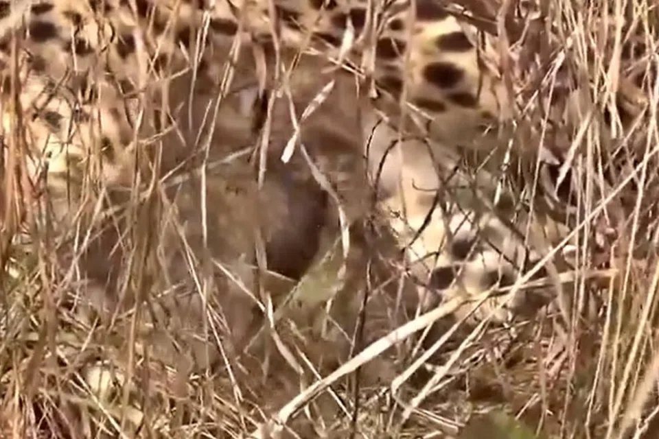 குணோ தேசிய பூங்காவில் பிறந்துள்ள சிறுத்தைப் புலிக்குட்டிகள்.