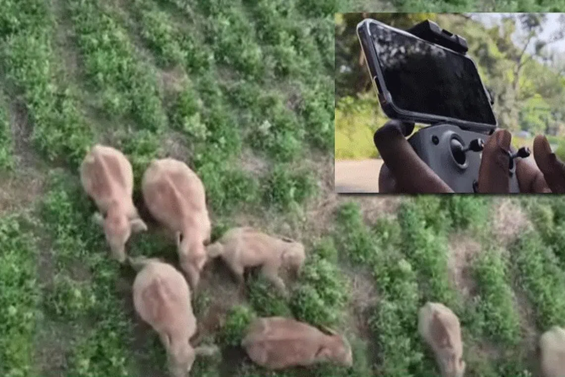 எட்டு யானைகளுடன் வலம் வரும் ‘புல்லட்’ யானை 