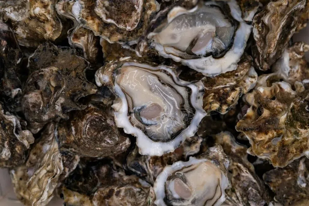 கடல் வெப்பத்தால் ஜப்பானில் உயிரினங்கள் அழிகின்றன: அதிகாரிகள்