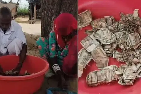சிதைந்த ரூபாய் நோட்டுகளை வேதனையுடன் பார்க்கும் மன்கிலால். கரையான்களால் அரிக்கப்பட்ட ரூபாய் நோட்டுகள் (வலது).