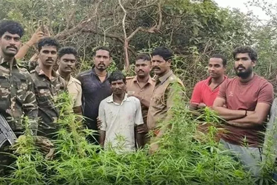 கல்வராயன் மலைப் பகுதி, சமூக விரோதிகளின் கூடாரமாக விளங்கி வருகிறது.