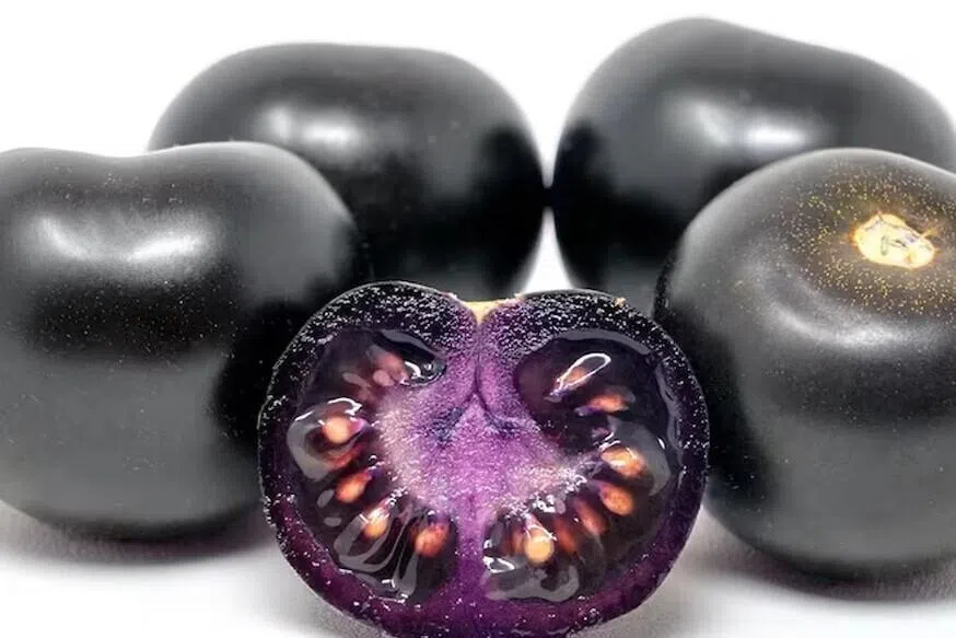 தக்காளி இனி ஊதா நிறத்திலும் விளையும்!