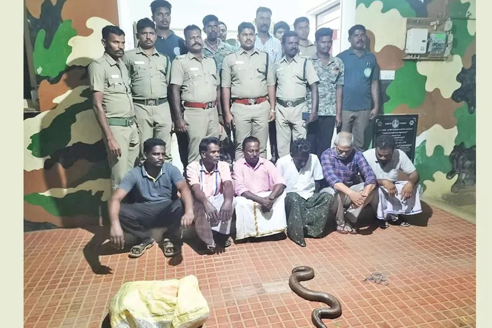 வனத்துறை அதிகாரிகள் கைப்பற்றிய ஐந்து அடி நீள மண்ணுளிப் பாம்பு. ஆறு பேர் அதிகாரிகளிடம் சிக்கி இருக்கிறார்கள். விசாரணை தொடர்கிறது.