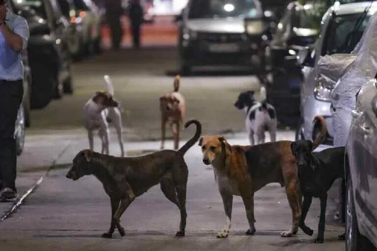 பொது இடங்களிலிருந்து தெருநாய்களை அப்புறப்படுத்த உச்ச நீதிமன்றம் உத்தரவு