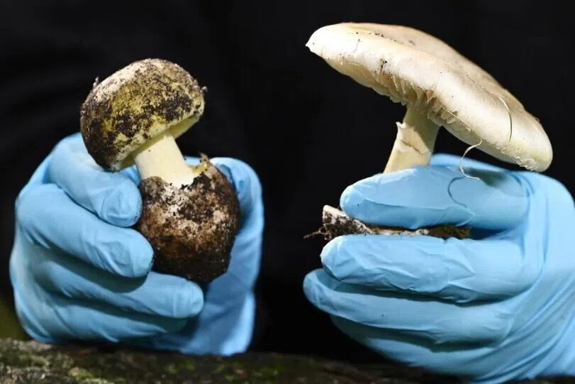 காளான் உணவு சாப்பிட்டு ஒருவர் மரணம்: கலிஃபோர்னியா அதிகாரிகள் எச்சரிக்கை