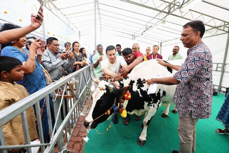 கால்நடைகள் வழிபாட்டு அங்கத்தில் மாட்டுக்கு மாலையிடும் சிறப்பு விருந்தினர் கல்வி, சமூக சேவைகள் ஒருங்கிணைப்புக்குப் பொறுப்பு வகிக்கும் அமைச்சர் டெஸ்மண்ட் லீ. 