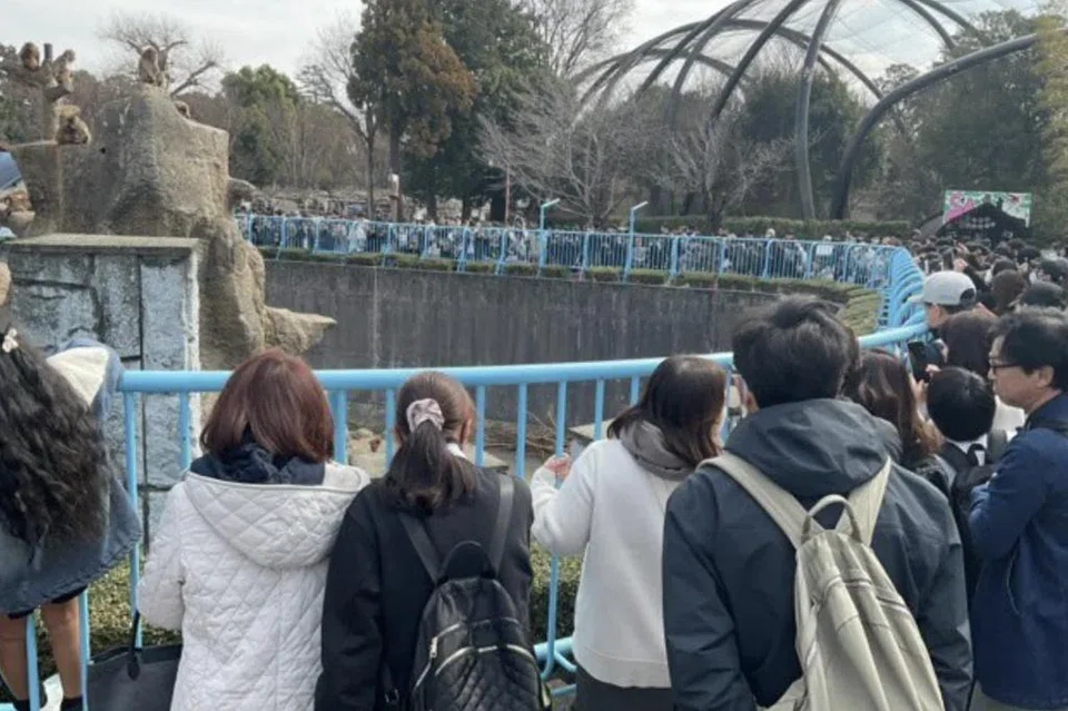 பஞ்ச் குட்டியை நேரில் பார்க்க விலங்கியல் தோட்டத்தில் கூடும் பார்வையாளர்கள்.