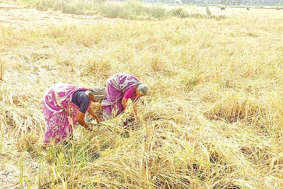 நடவு செய்யாமலேயே வயலில் விளைந்த நெற்கதிர்களை அறுக்கும் பணி இடம்பெறுகிறது.