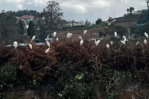 குவியும் வெளிநாட்டுப் பறவைகள்; சுற்றுலாப் பயணிகள் மகிழ்ச்சி