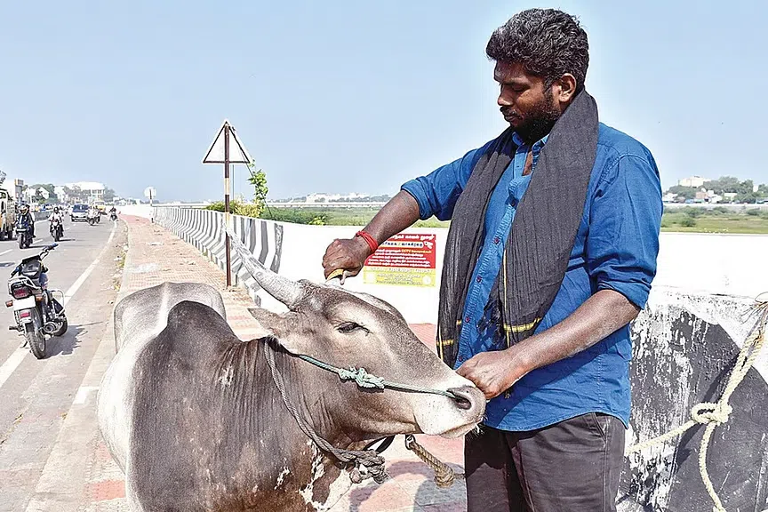 ஜல்லிக்கட்டு போட்டிகள்: சீறிப்பாயத் தயாராகும் தென்மாவட்டக் காளைகள்