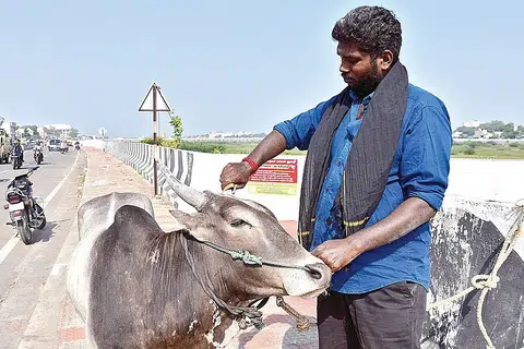 ஜல்லிக்கட்டுக்குத் தயாராகும் தென்மாவட்டக் காளைகள்.