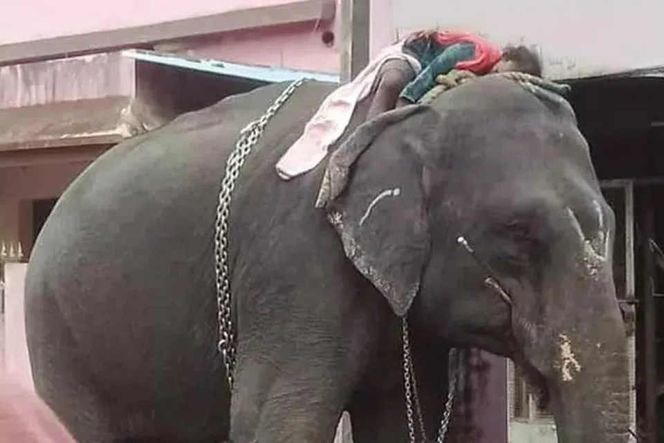யானை மீது உறங்கிய பாகன்.