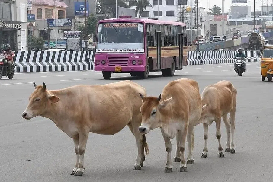 மாடு வளர்ப்பை முறைப்படுத்த இனி மைக்ரோசிப், உரிமம் கட்டாயம்: சென்னை மாநகராட்சி தீர்மானம்