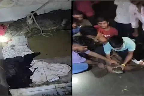 தமது வீட்டின் கழிவறைக் கதவைத் திறந்த பாலாபாய் சவுகான் என்பவர்,  அதனுள்ளே 7 அடி நீள முதலை இருந்ததைக் கண்டு அதிர்ச்சி அடைந்தார்.