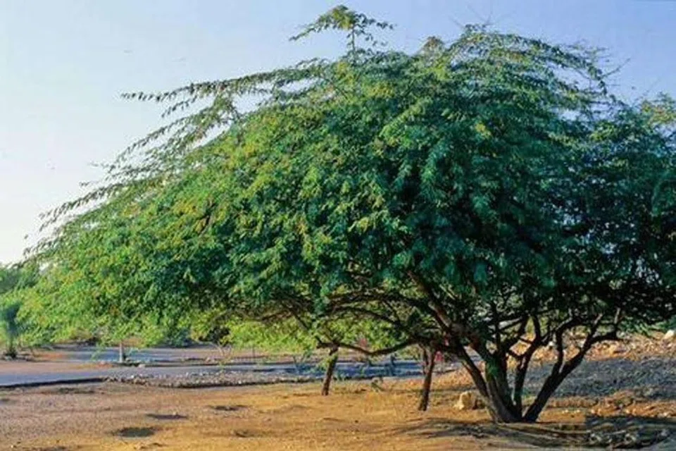 சீமைக் கருவேல மரம்.