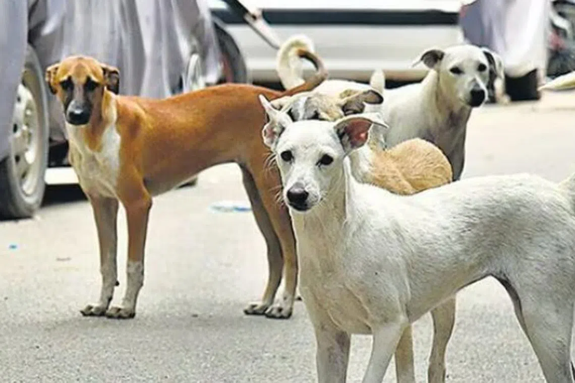 ‘நாய்களை கொன்றவர்களை பற்றி தெரிவித்தால் ரூ.50,000 வெகுமதி’