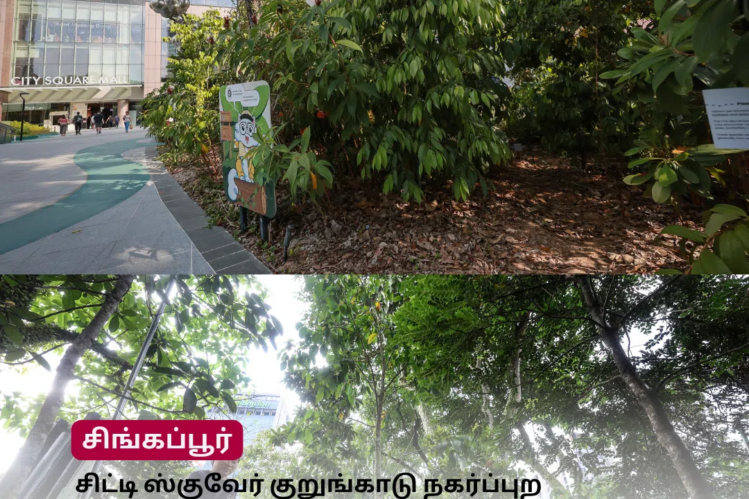 முரசு மேடை: சிட்டி ஸ்குவேர் குறுங்காடு நகர்ப்புற வெப்பநிலையை 5 டிகிரி வரை குறைக்கும்: ஆய்வு