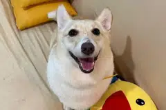 ஃபெண்டி என்று அழைக்கப்பட்ட வளர்ப்பு நாய்.