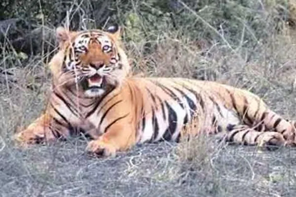 மனிதர்களை வேட்டையாடிய புலி. 