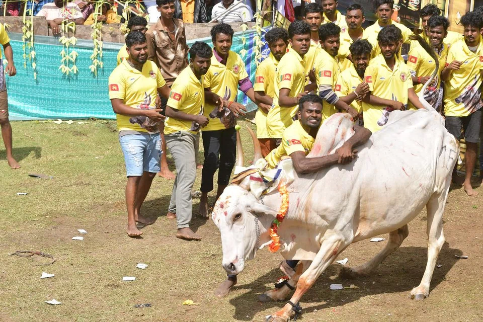 திருகோணமலையில் சிறப்பாக நடந்தேறியது ஜல்லிக்கட்டு.