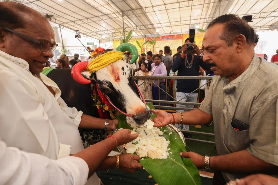 பண்ணை உரிமையாளர் சுப்பிரமணியம் (வலது) மாடுகளுக்குப் பொங்கல் சோறு ஊட்டுகிறார்.
